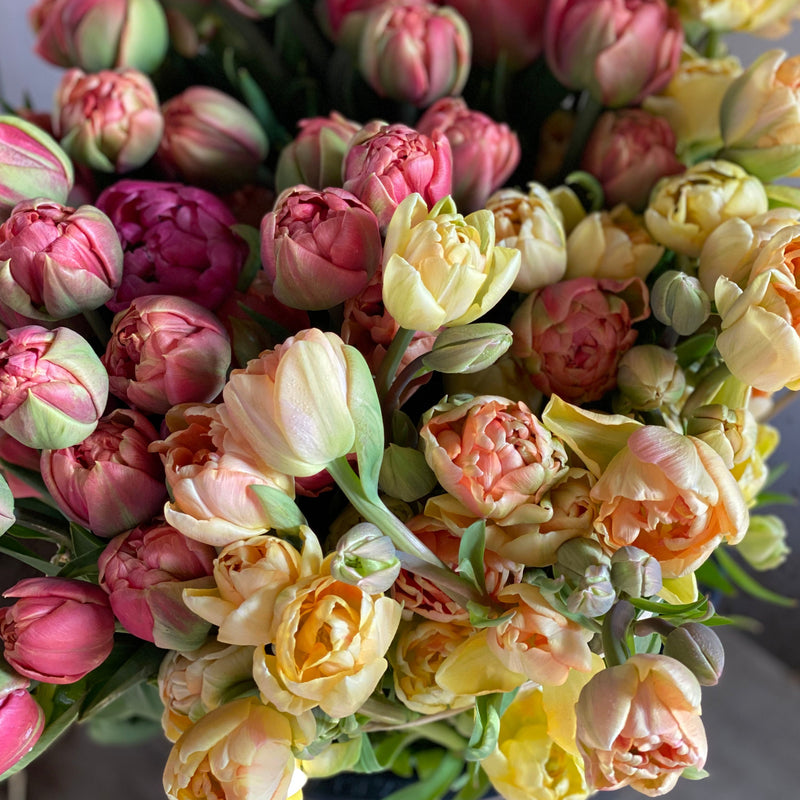 
                  
                    Close-up of layered double tulips in soft peach, pink, cream and pale yellow.
                  
                