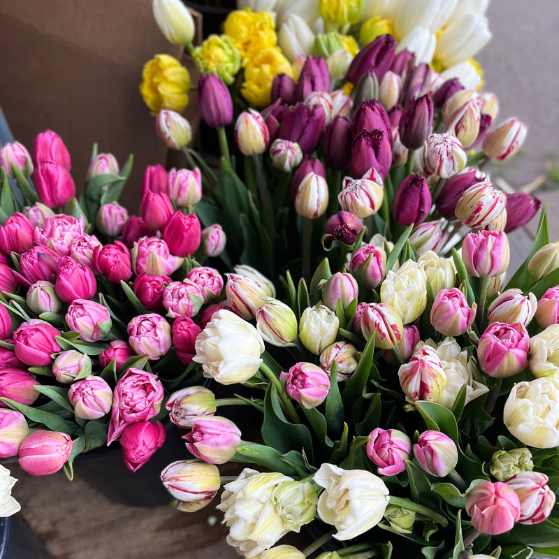 
                  
                    An overhead view of pink, purple, white and yellow specialty tulips grouped in harvest buckets.
                  
                