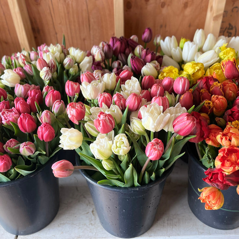 
                  
                    Buckets of freshly cut specialty tulips in pink, cream, purple, yellow and orange.
                  
                