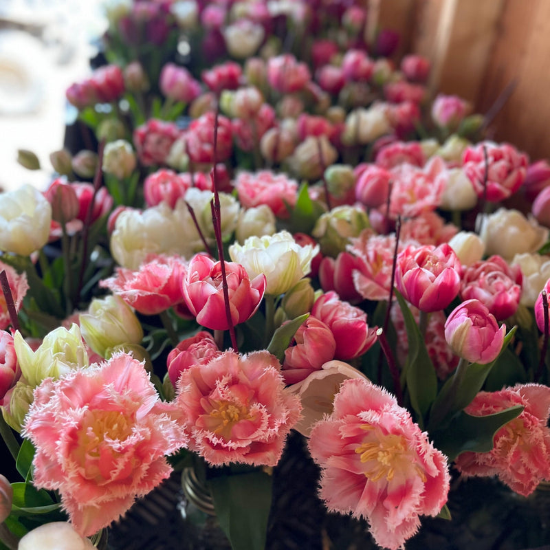 
                  
                    Rows of pink and white specialty tulips, with open pink fringed blooms in the foreground.
                  
                