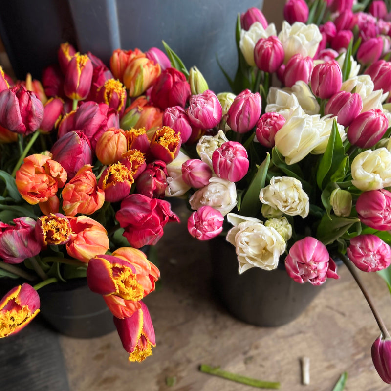
                  
                    Two buckets of tulips: orange and red blooms beside pink and cream double flowers.
                  
                