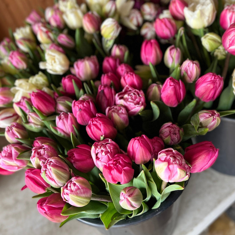 
                  
                    Deep pink tulip buds with cream and pink-striped flowers gathered in a black bucket.
                  
                