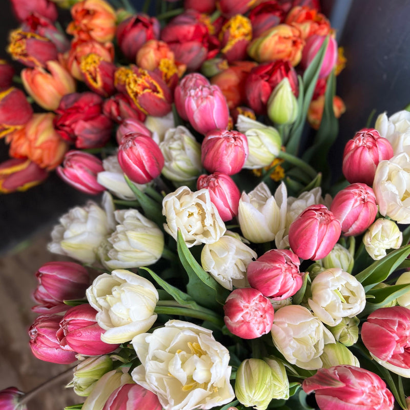 
                  
                    Close-up of pink and cream double tulips with orange and red blooms in the background.
                  
                