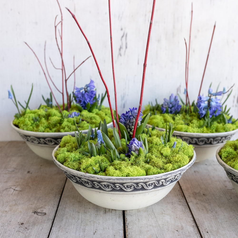 Indoor Blooming Bowl – Tulips, Daffodils, Hyacinths & Muscari