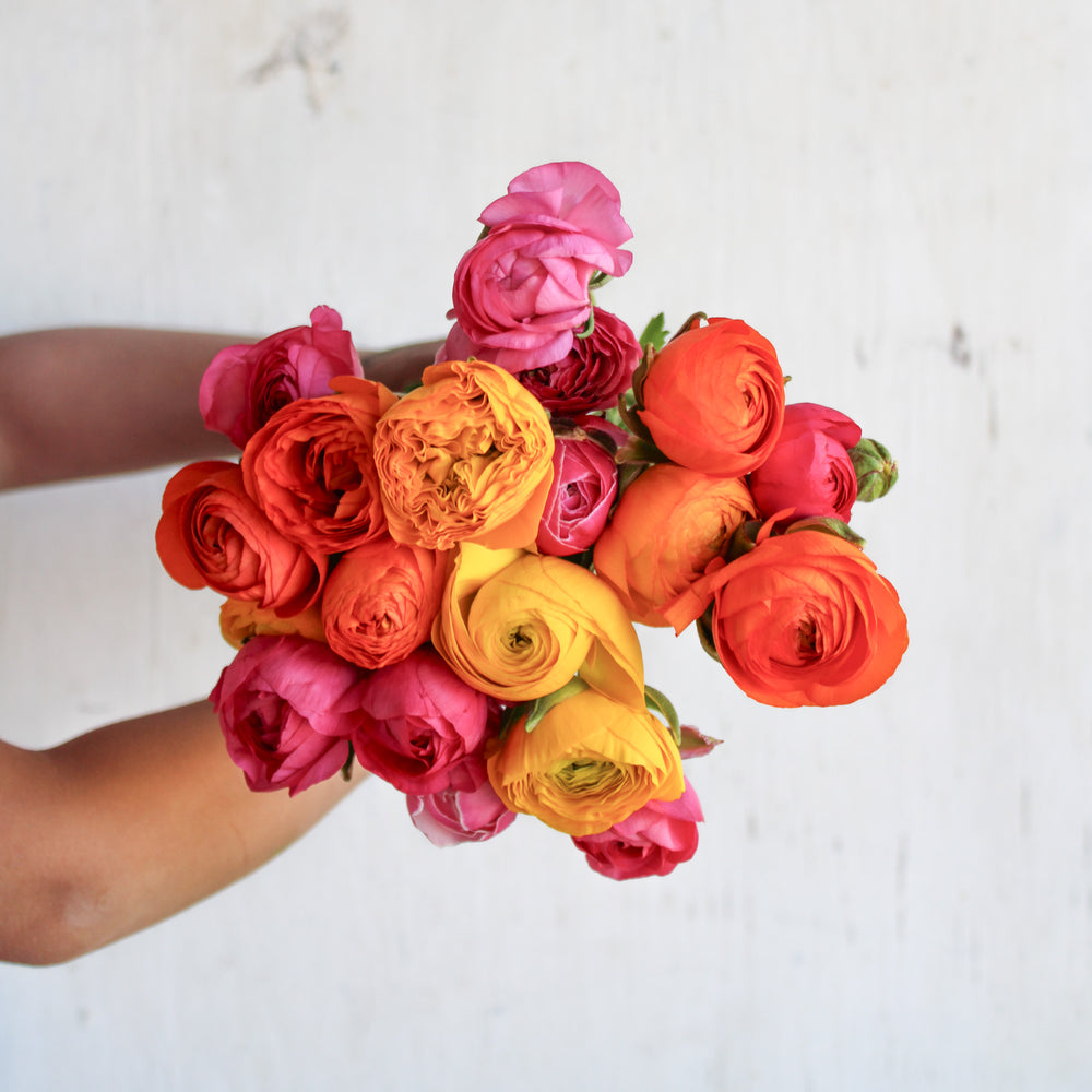 Bright Ranunculus – Petite Bundle (18 Stems)