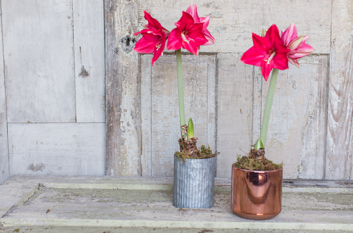 Two flowering red amaryllis plants in silver and copper pots