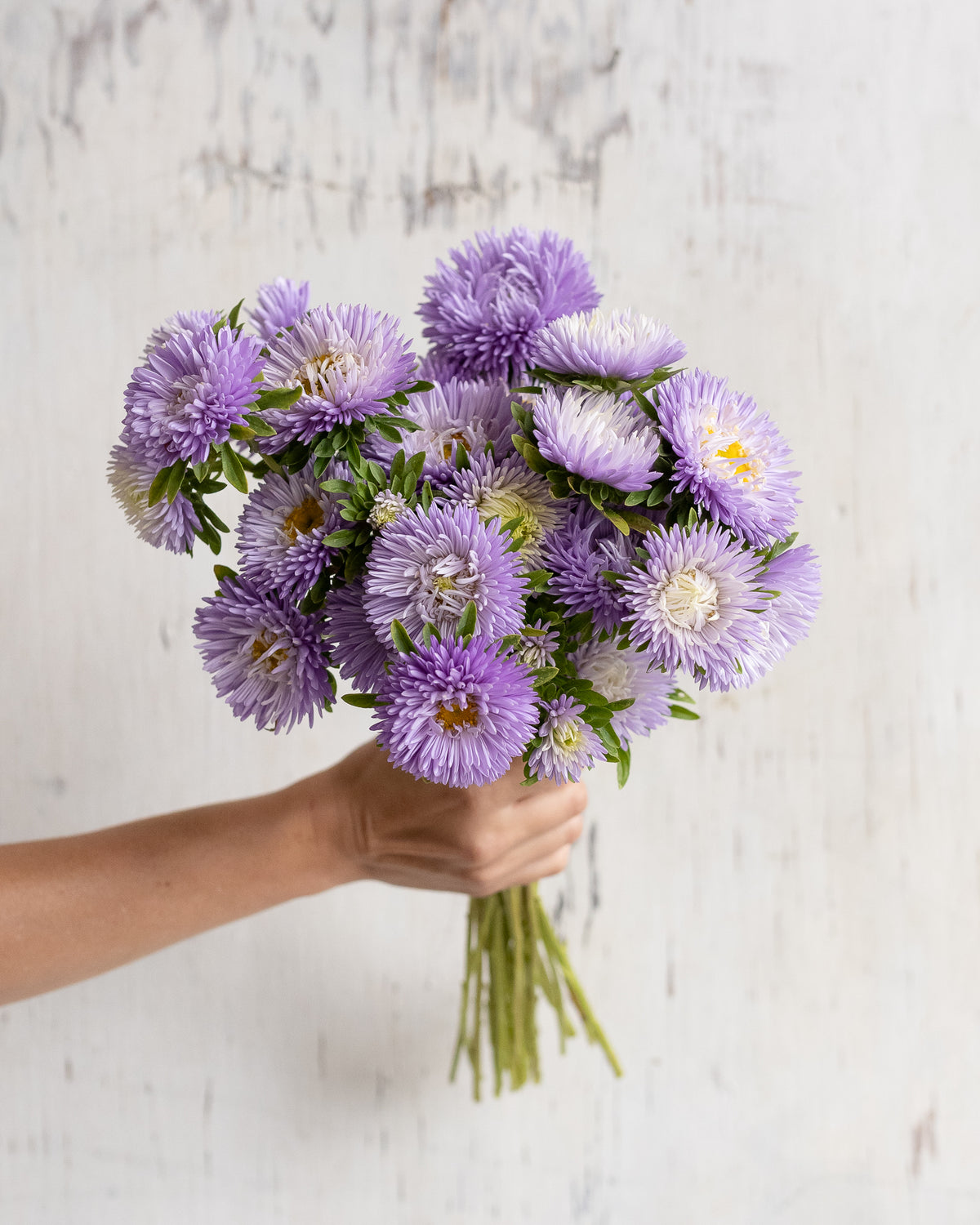 Full handful of lilac asters with layered petals