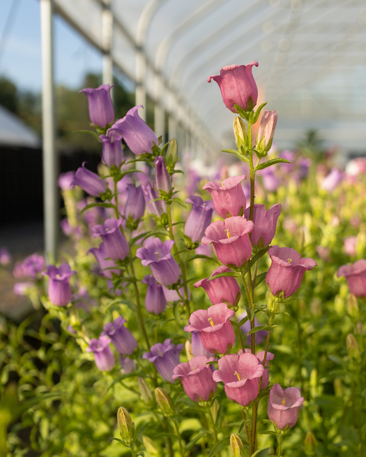 Pink and lilac campanula bells growing in rows inside a tunnel