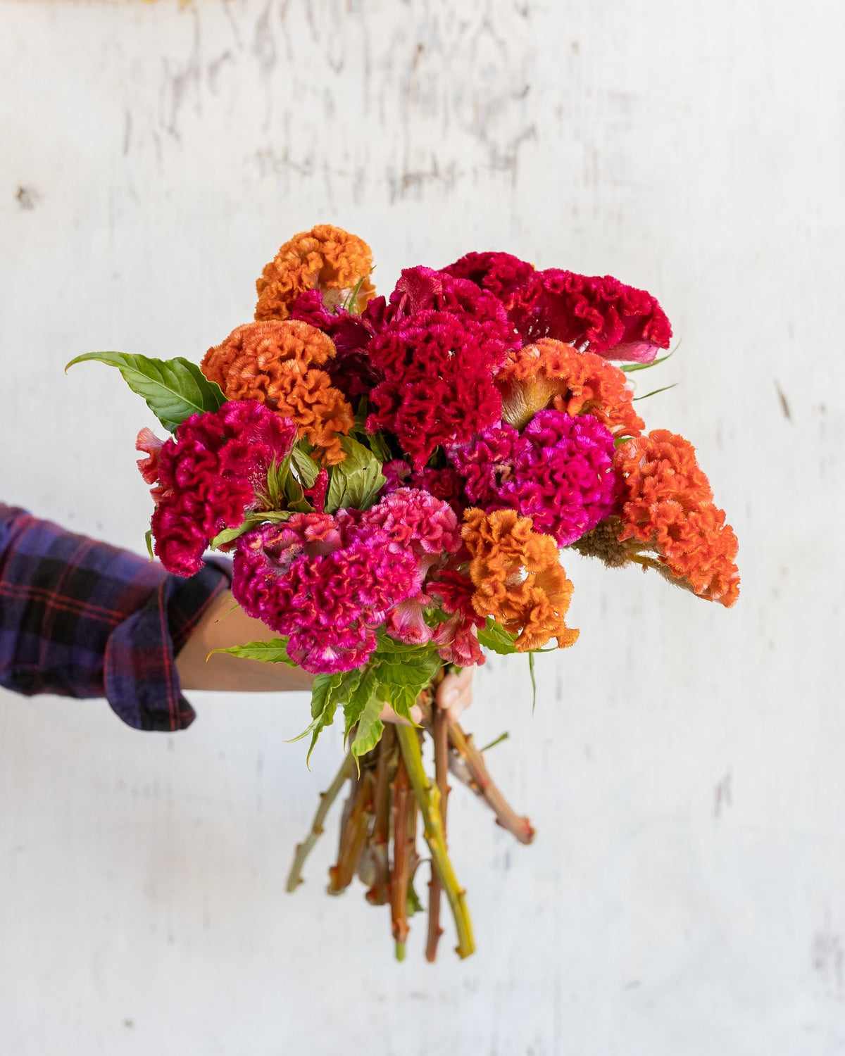 Celosia — bright mix