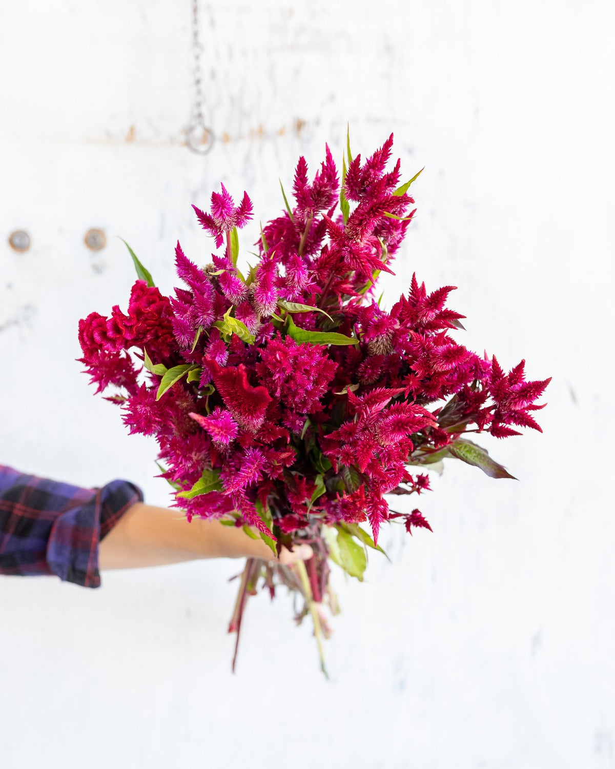 Celosia — magenta