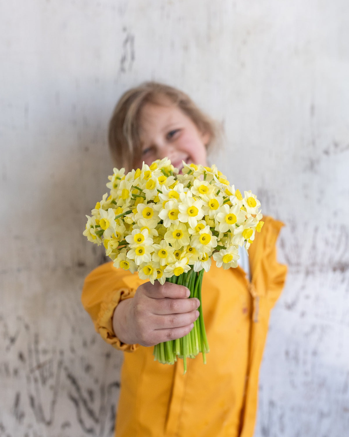 Daffodils
