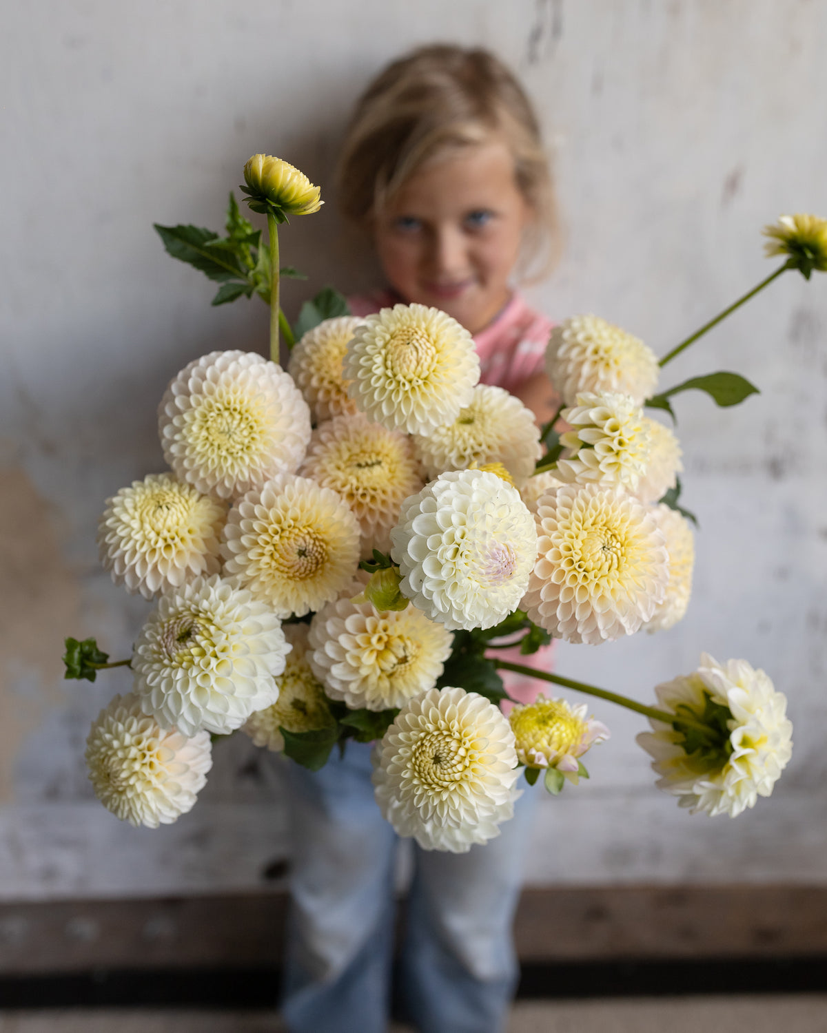 Full bunch of ivory ball dahlias held at Rooted Flowers