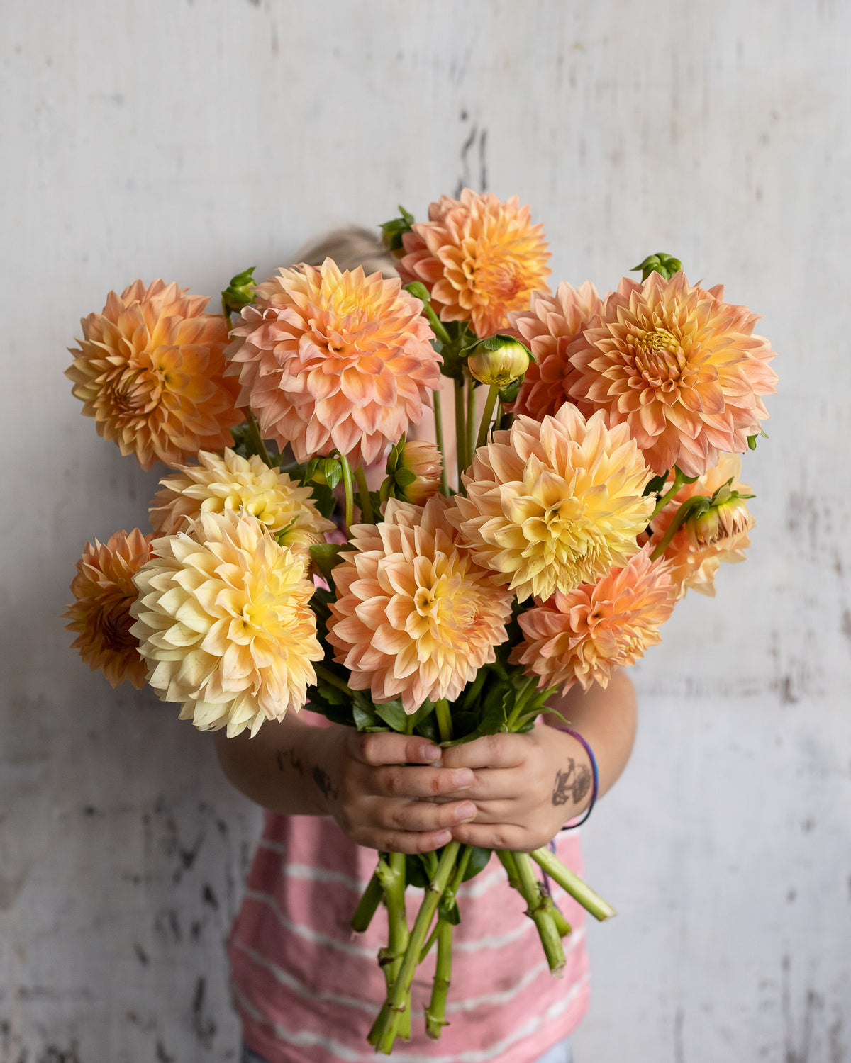 Full bunch of peach and yellow dahlia blooms held together