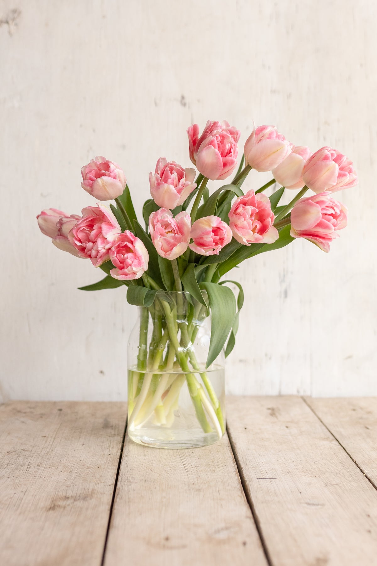 Full pink and ivory double tulip bunch arranged in a glass vase