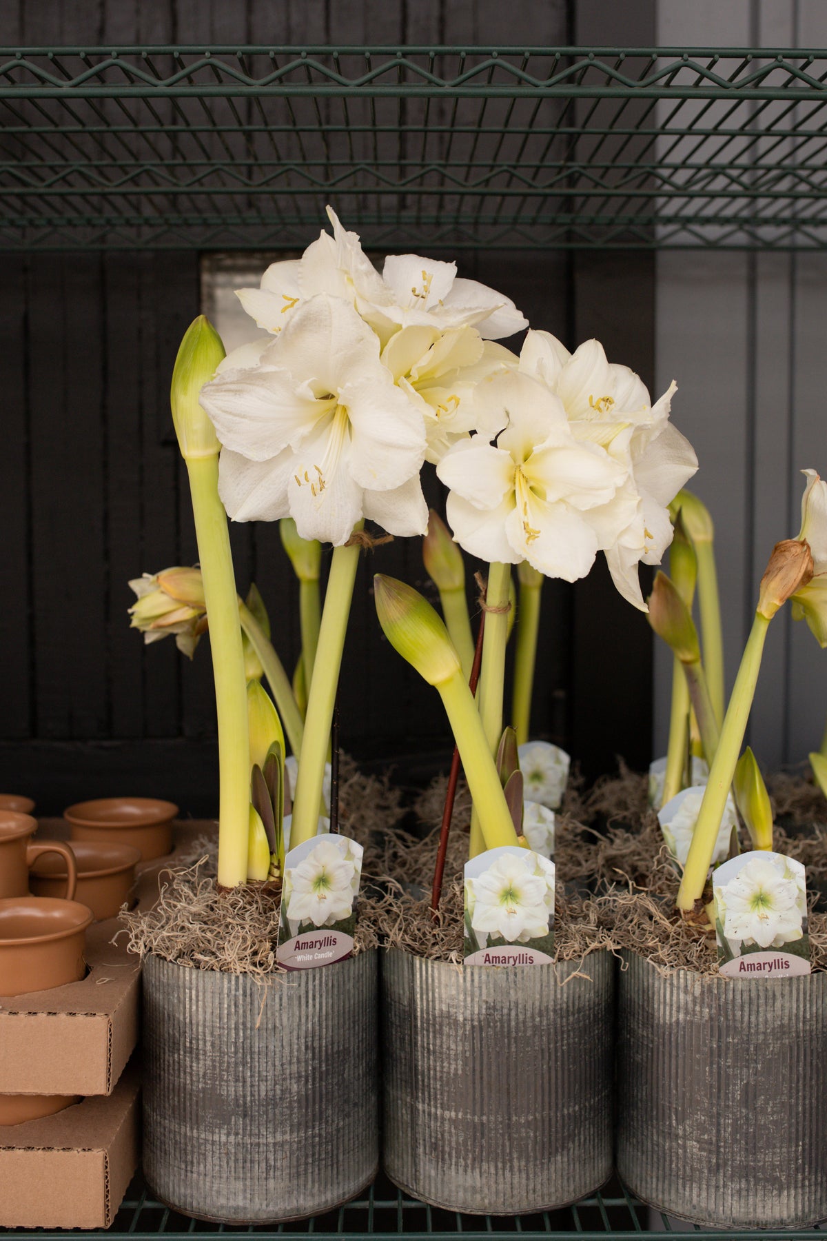 White amaryllis flowering above three ribbed metal pots at Rooted Flowers