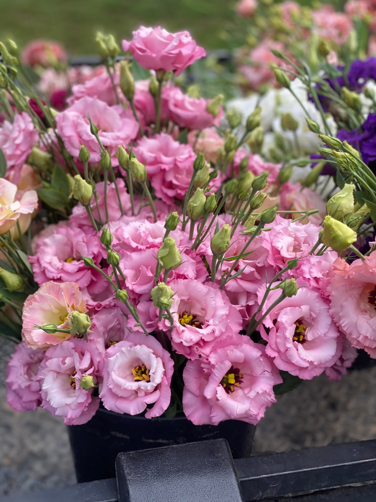 Abundant pink lisianthus blooms and buds gathered in a harvest bucket at Rooted Flowers