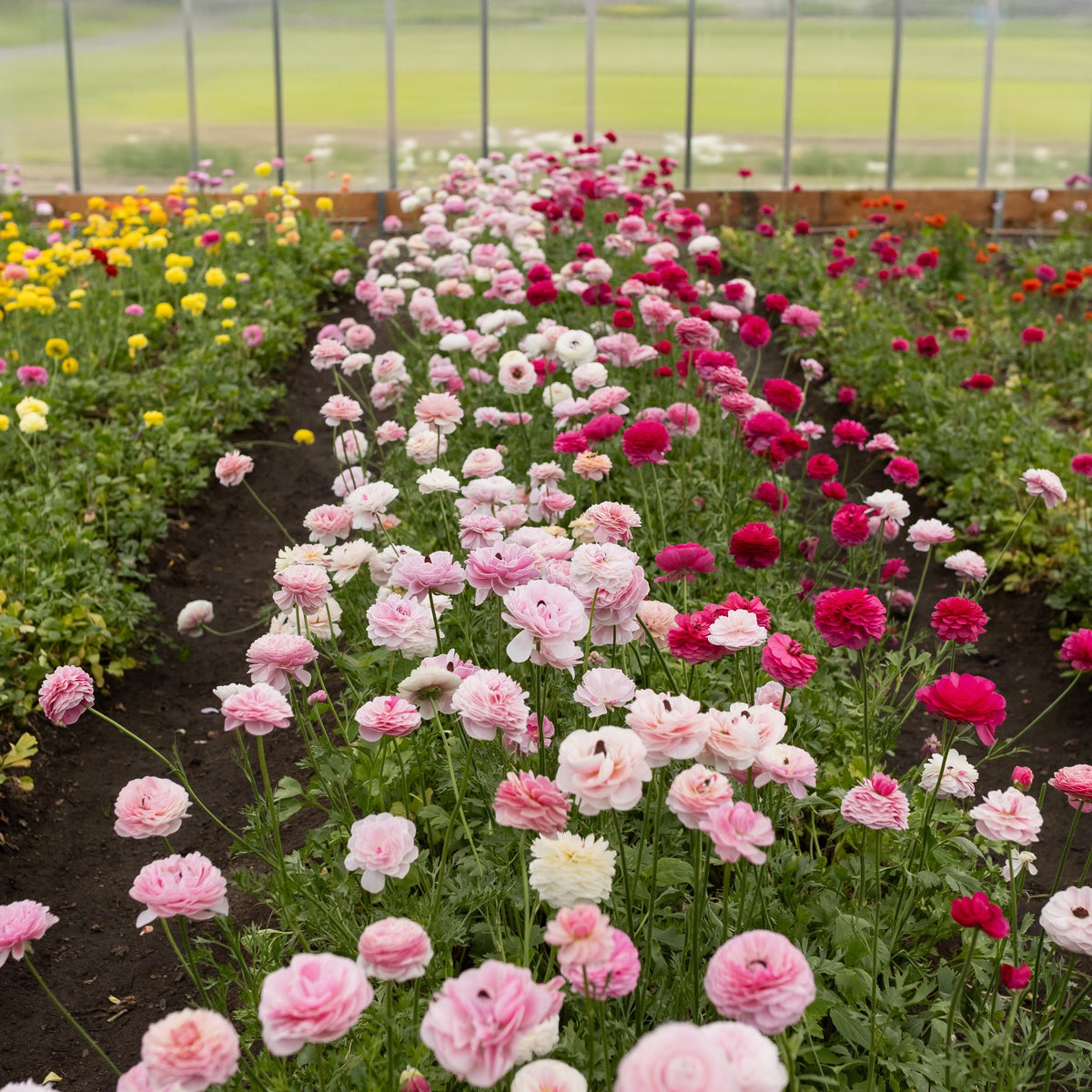 Abundant pink, white, magenta and yellow ranunculus blooming in rows inside the Rooted Flowers greenhouse