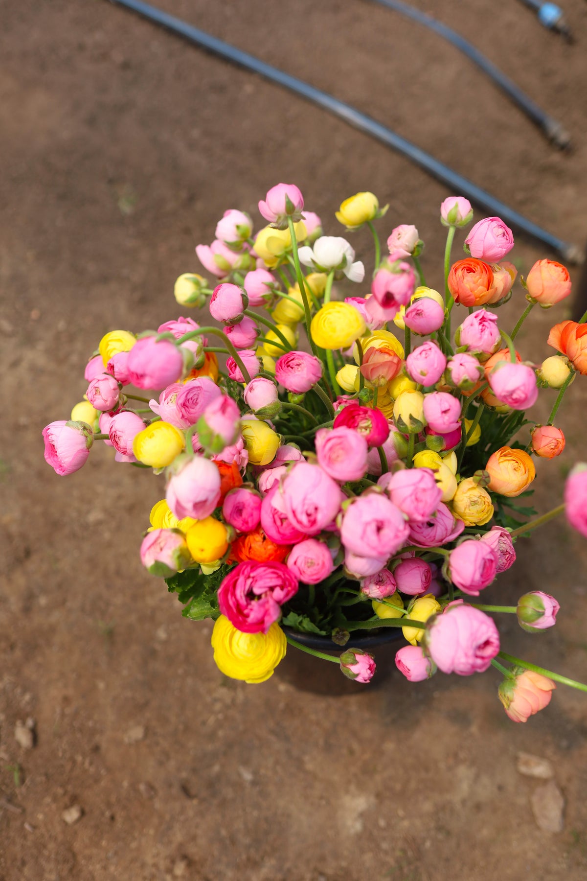 Dense overhead harvest of pink, yellow and orange ranunculus blooms in a bucket at Rooted Flowers