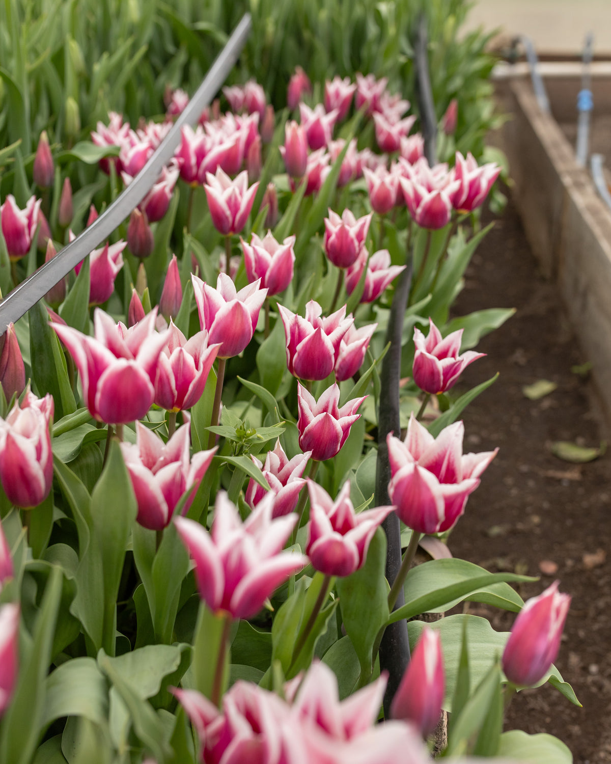 Abundant single-flowered tulips with white-edged petals growing in a greenhouse row at Rooted Flowers