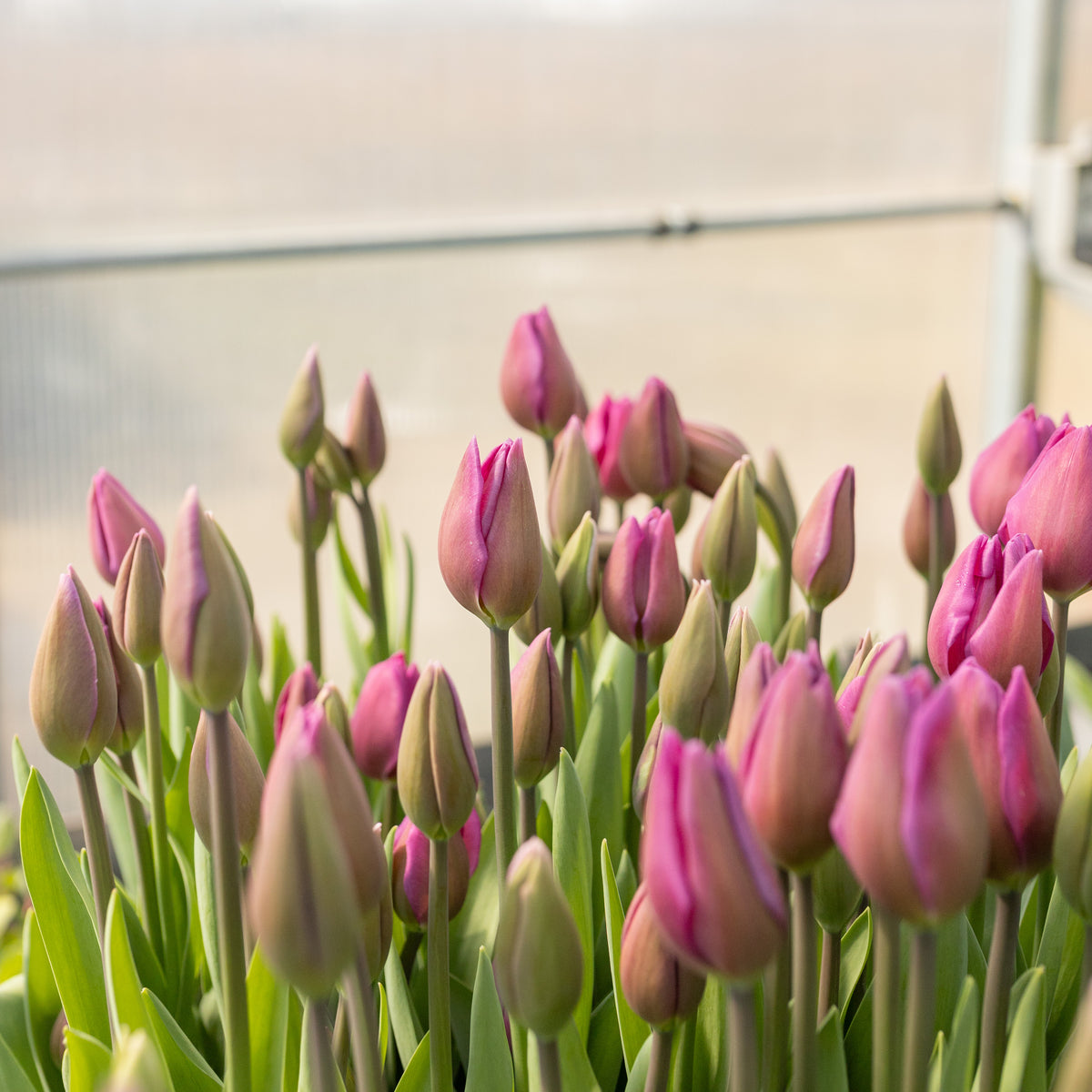 Close-up of abundant lavender-pink single-flowered tulips growing in the greenhouse at Rooted Flowers