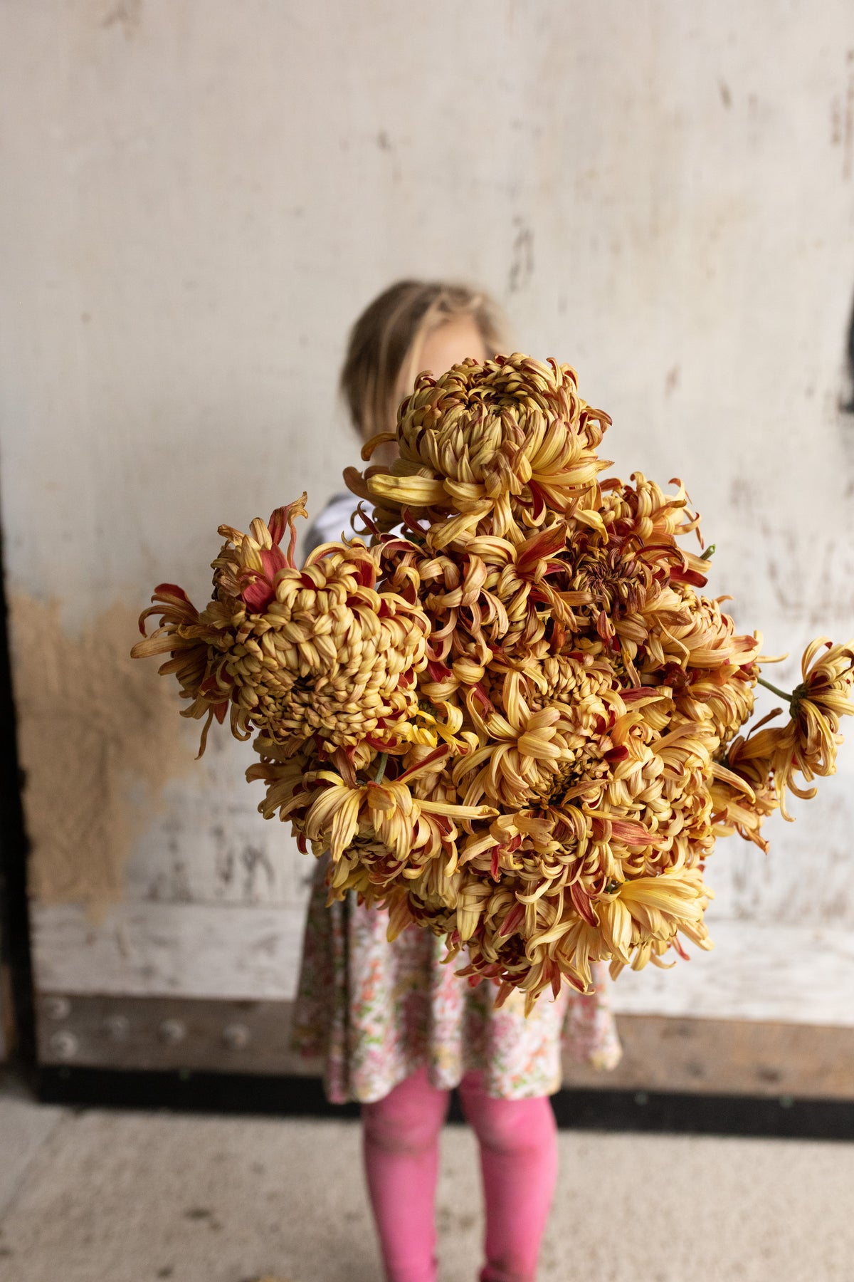 Abundant armload of chrysanthemum blooms held at Rooted Flowers