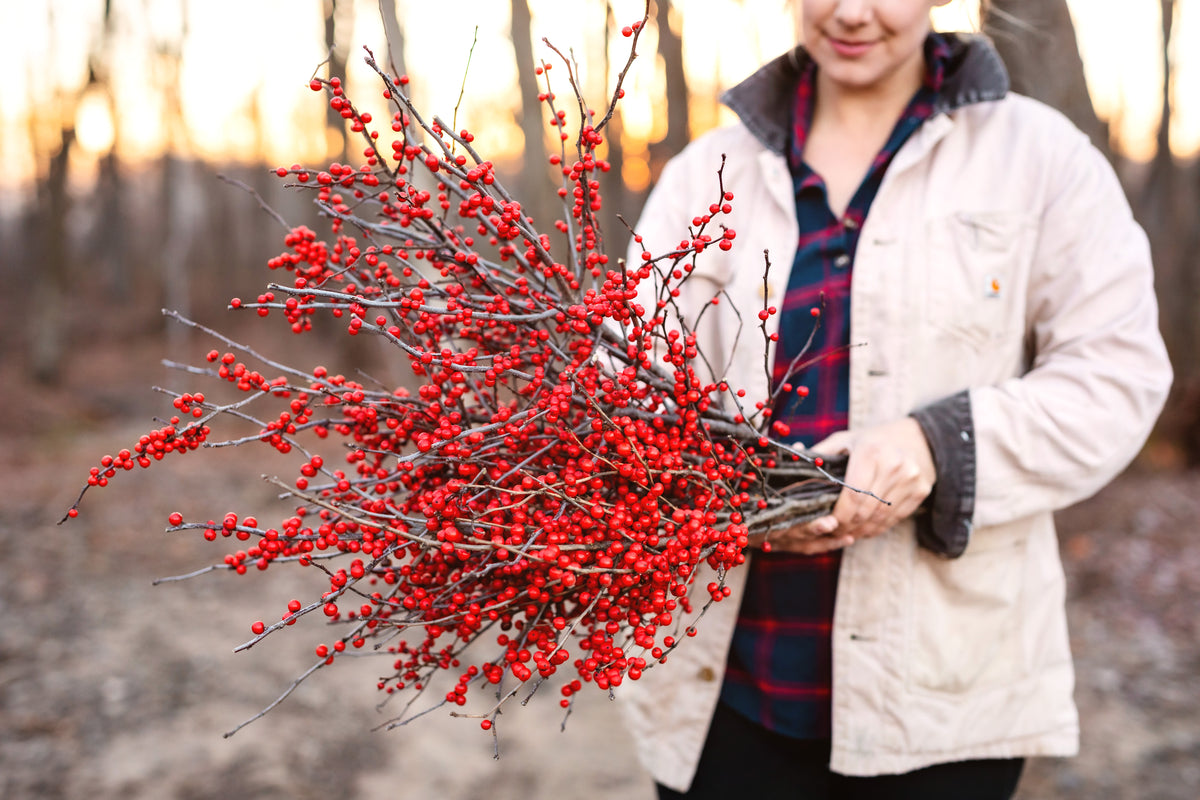 Becky holding an abundant armload of red winterberry branches at Rooted Flowers