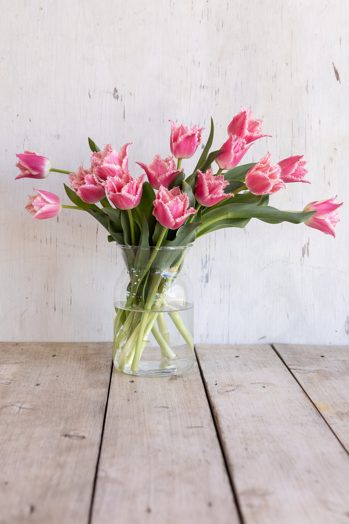 Pink fringed tulips with pale edges arranged in a glass vase