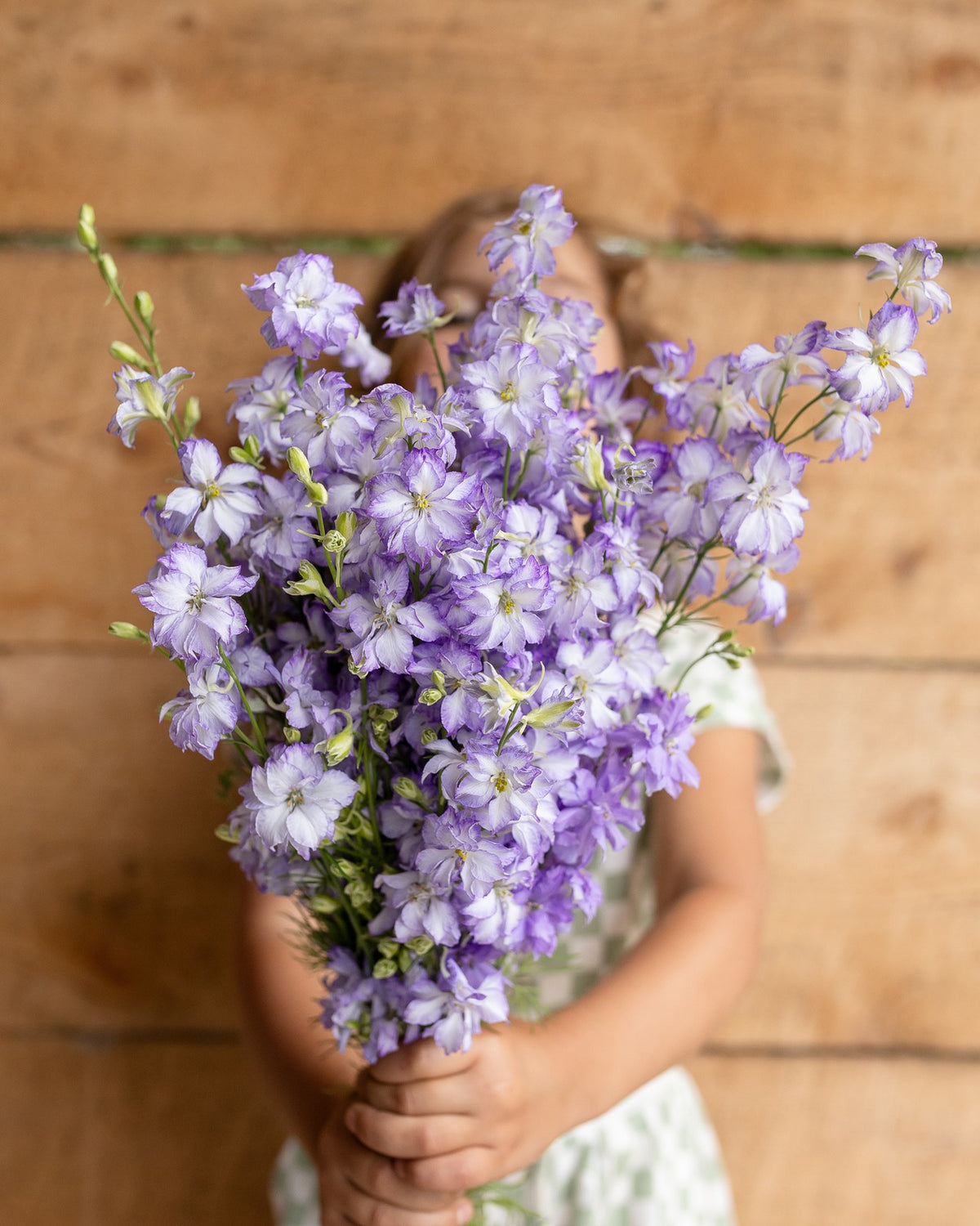 Larkspur — purple