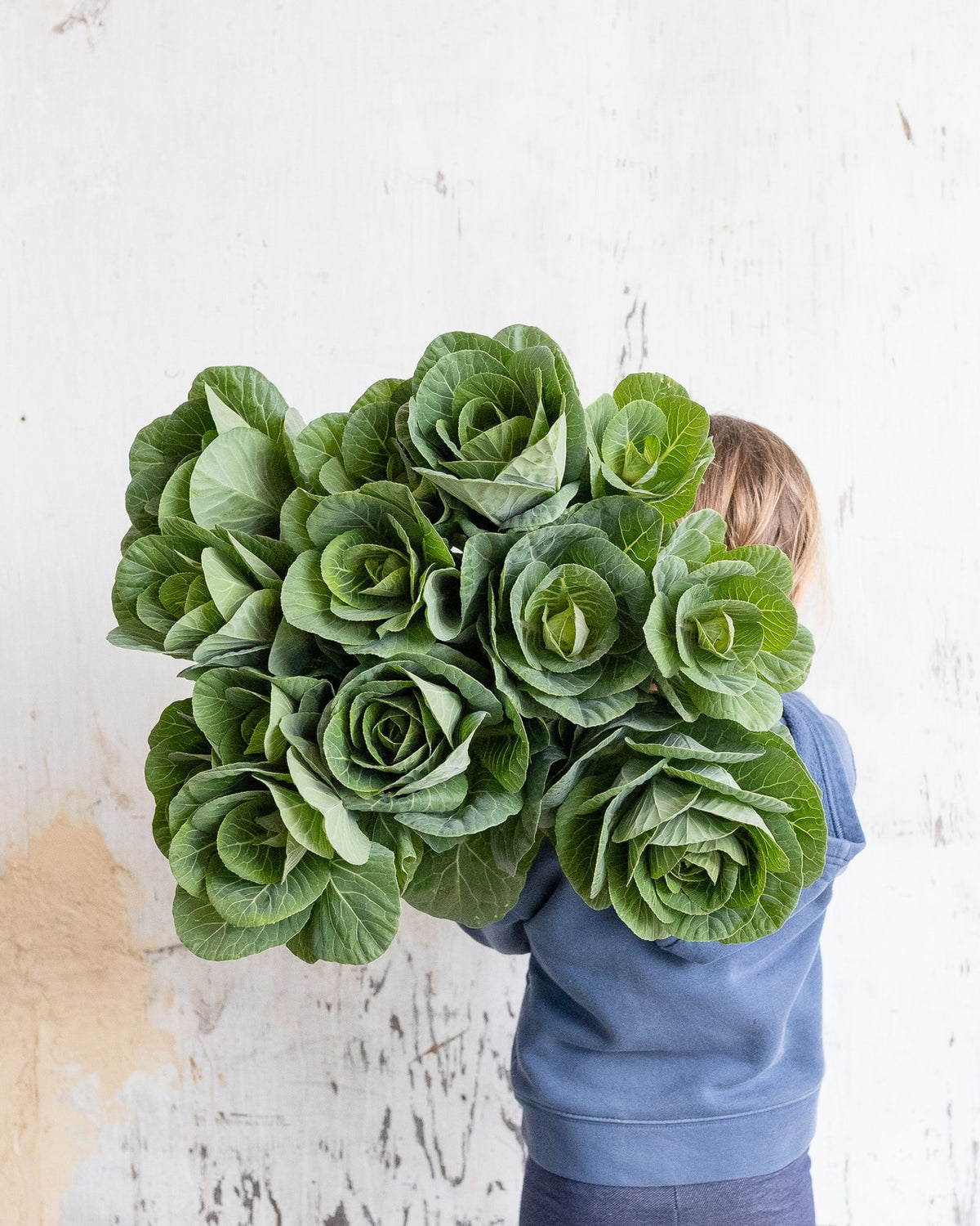 Flowering cabbage / ornamental kale