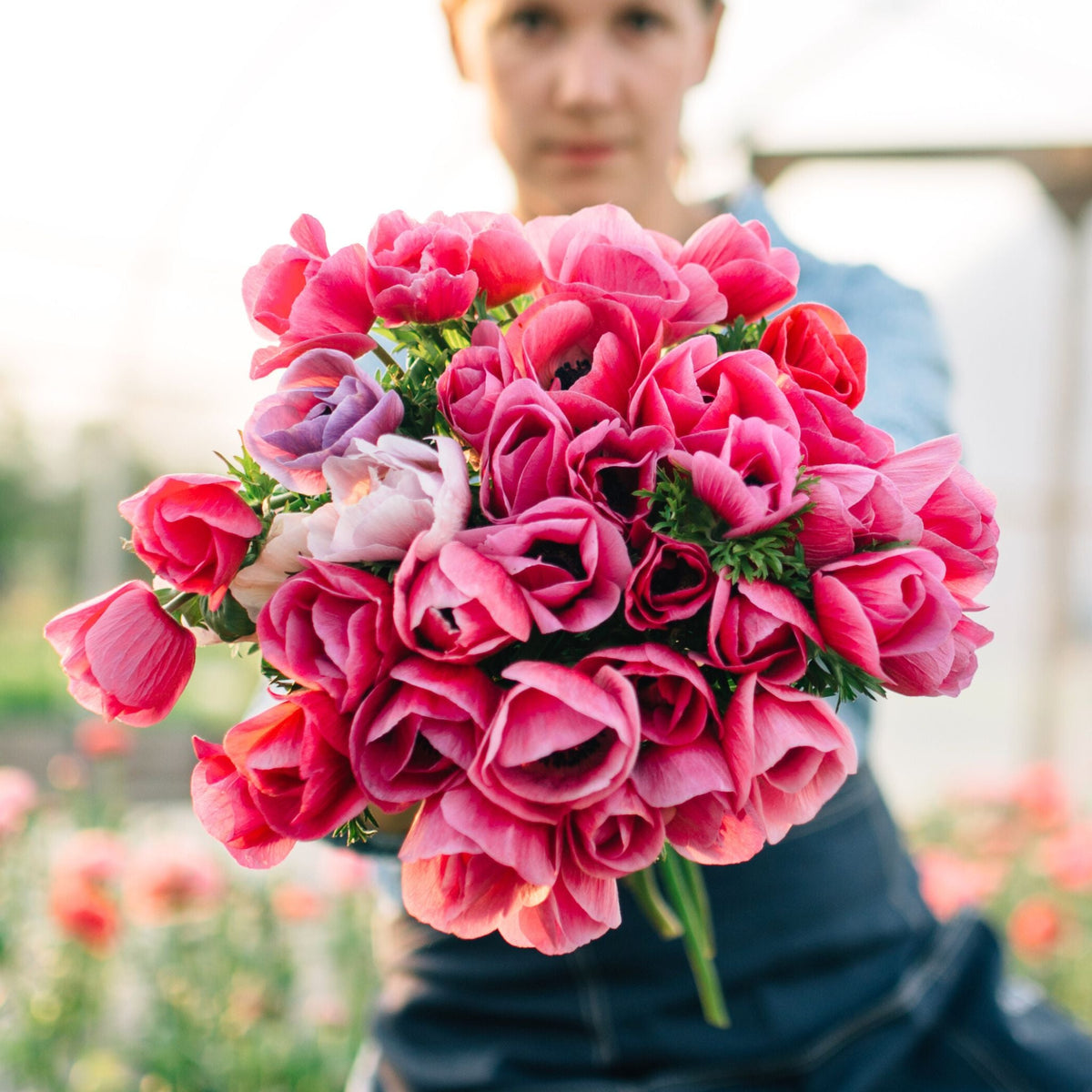 Full handful of pink Galilee anemones grown at Rooted Flowers