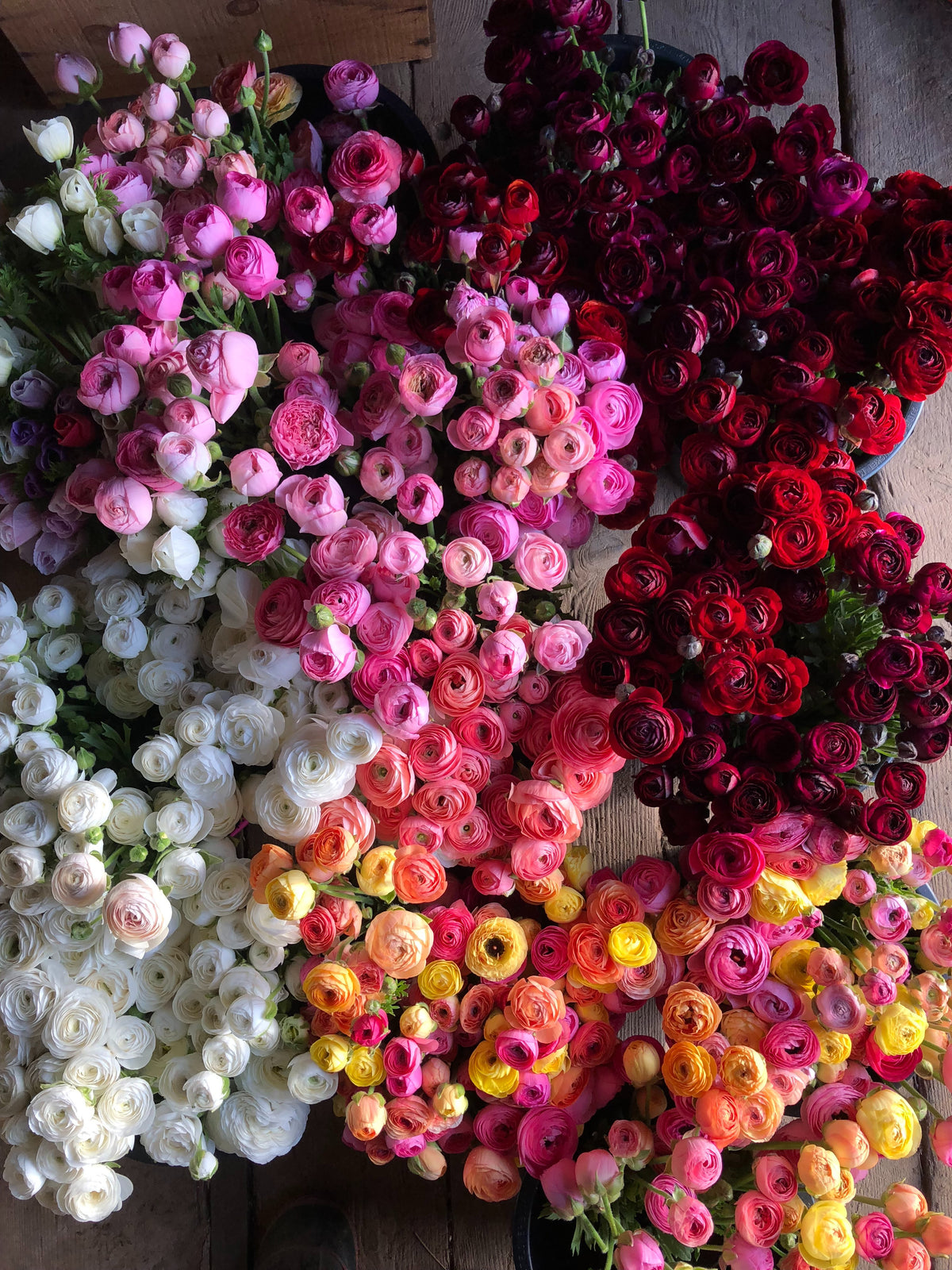 Dense harvest of white, pink, red and yellow ranunculus blooms
