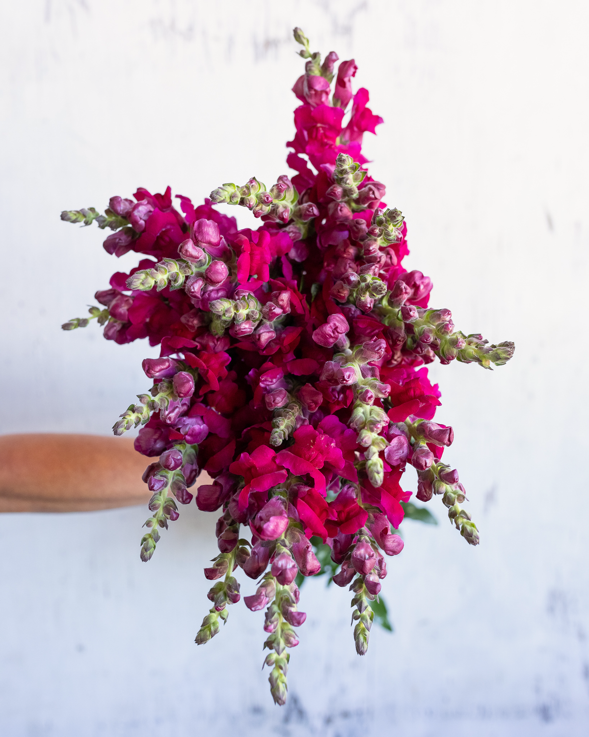Magenta snapdragon flowers held against a pale wooden wall