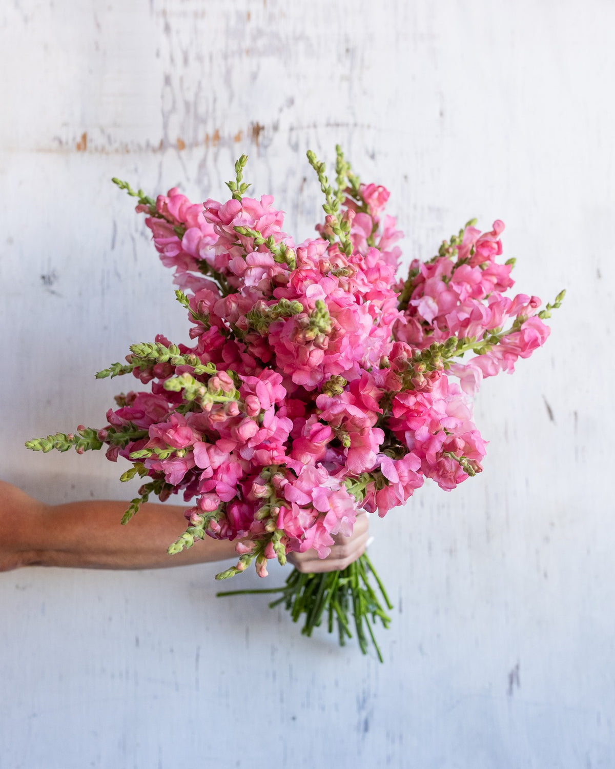 Snapdragons — pink