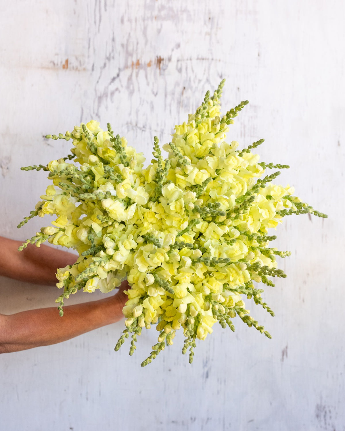 Snapdragons — yellow