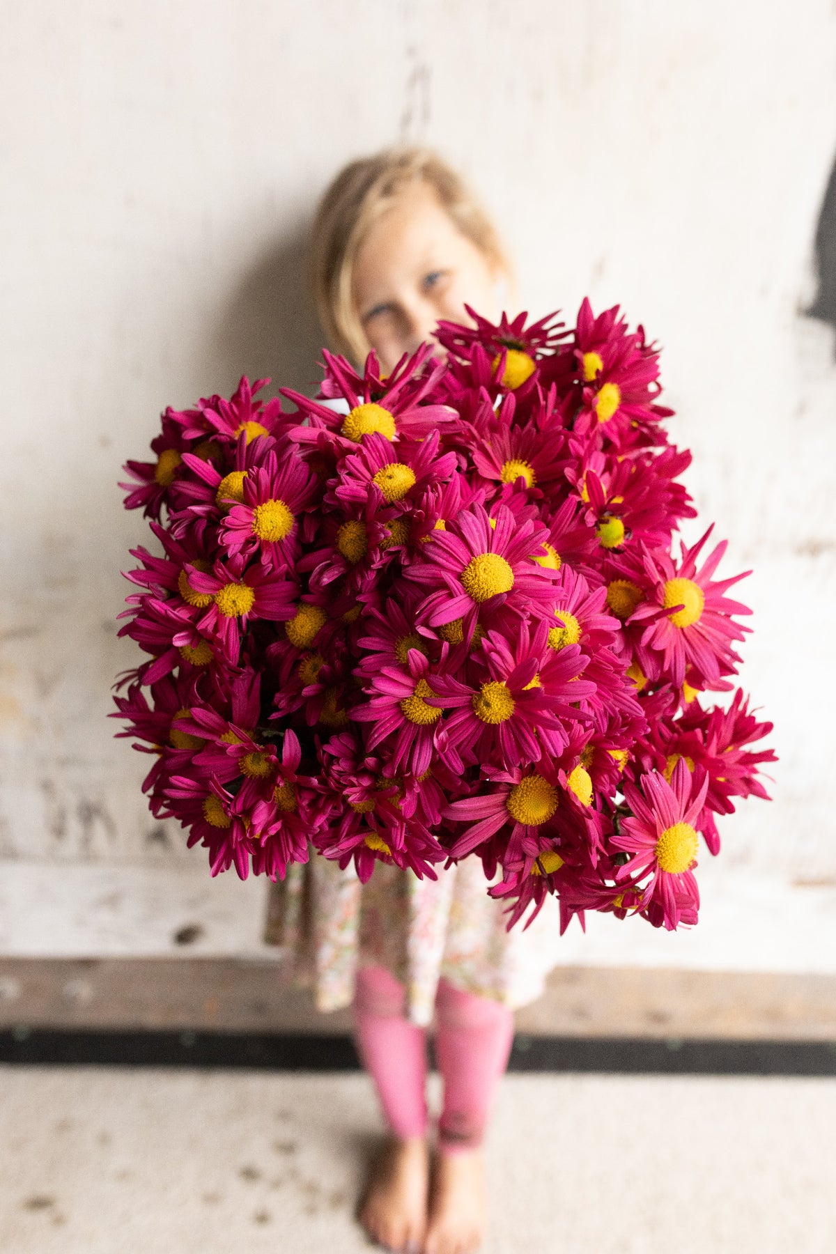 Magenta specialty chrysanthemum blooms held in a full bunch