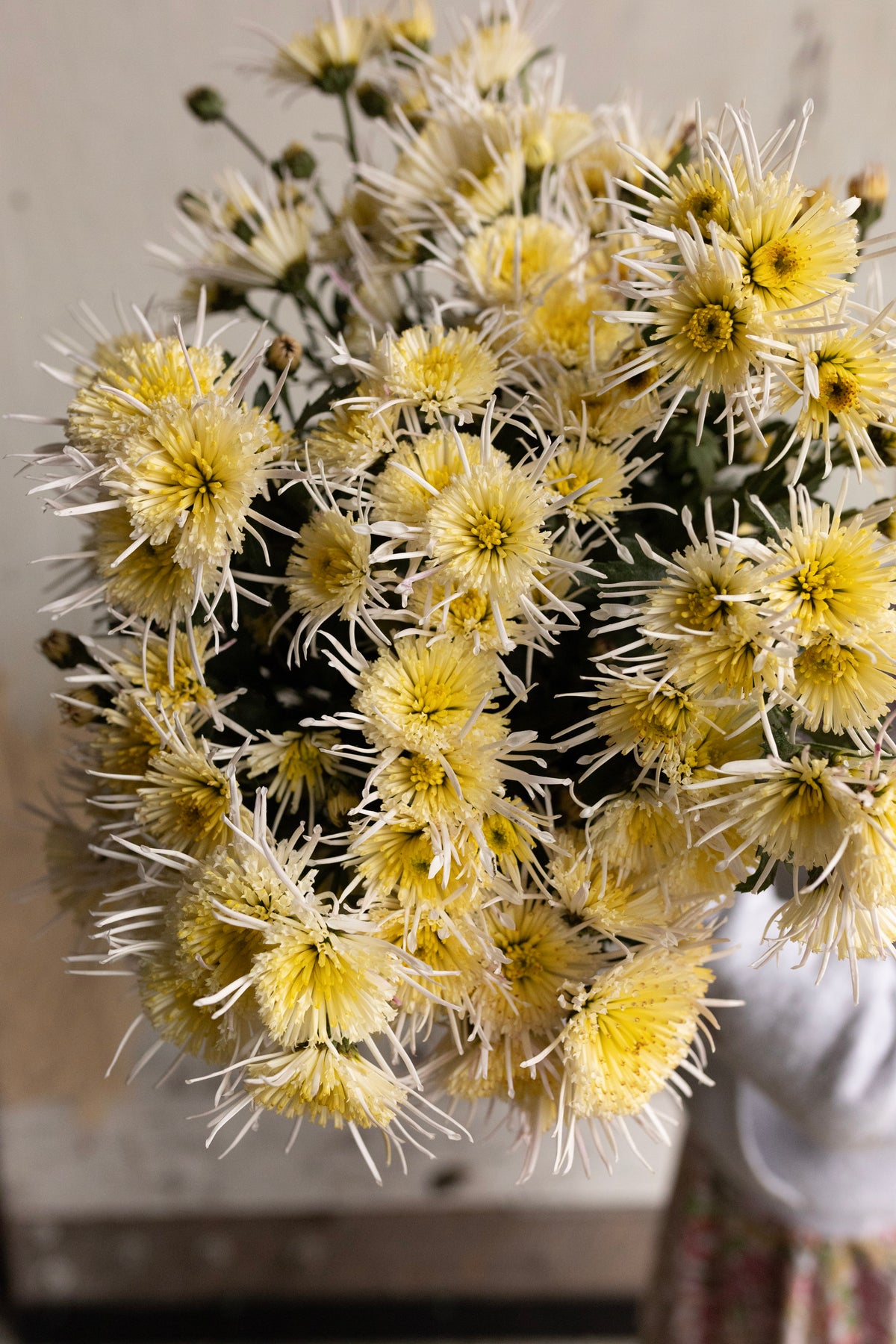 Specialty mums — ivory