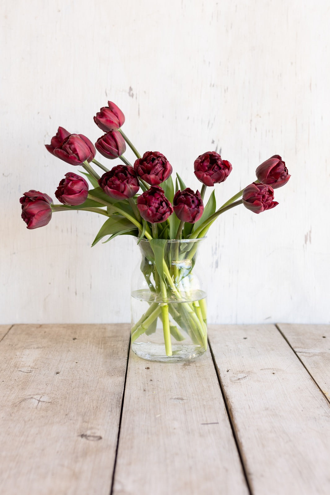 Winter tulips — burgundy