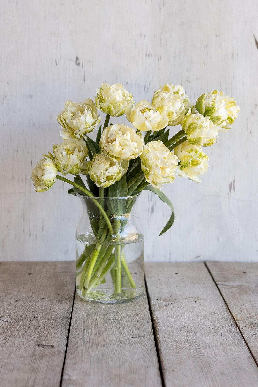 Winter tulips — ivory