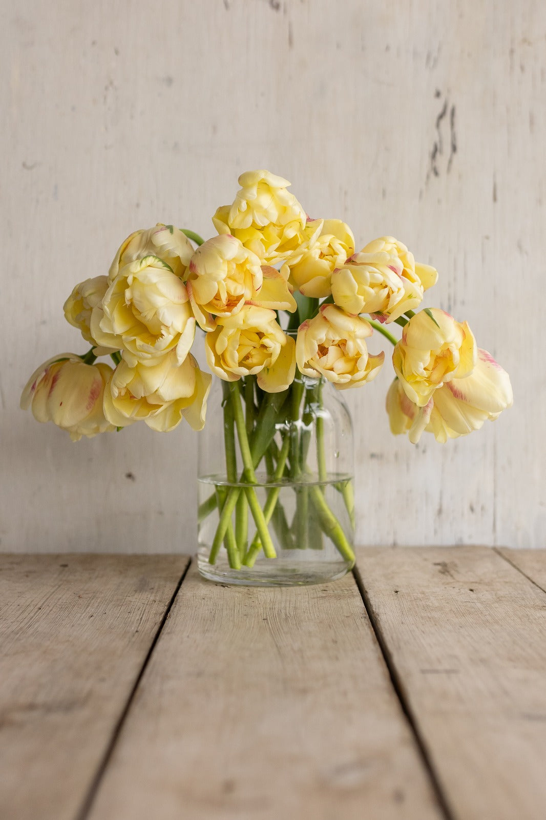 Winter tulips — yellow