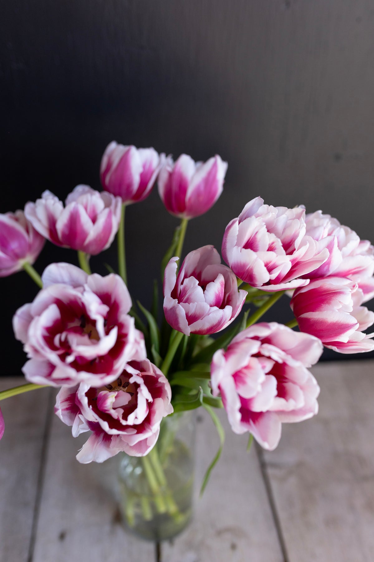 Pink and white tulip flowers in a full bunch