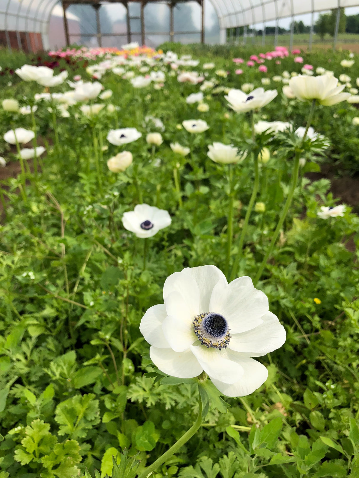 White anemones growing in abundant rows inside the Rooted Flowers tunnel