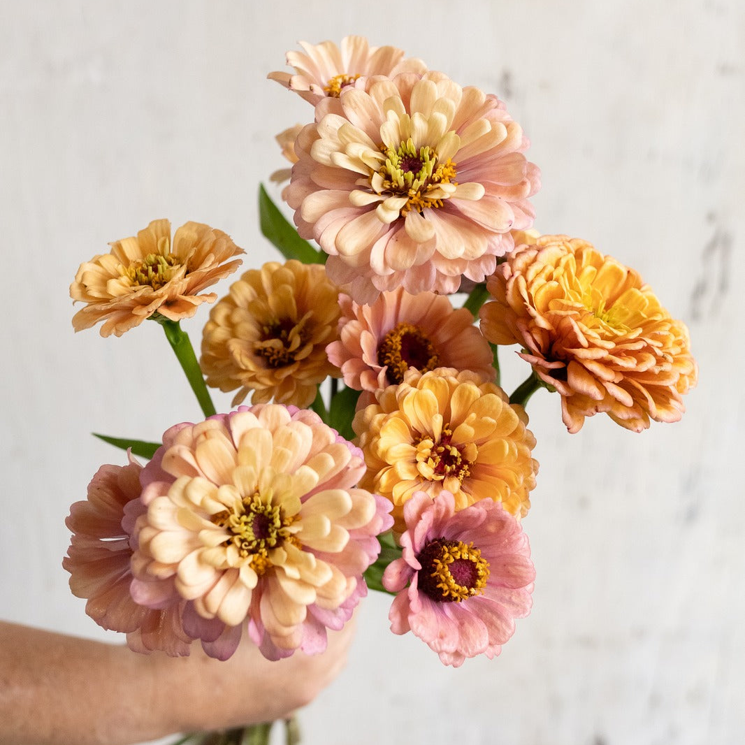 Zinnias — soft colors