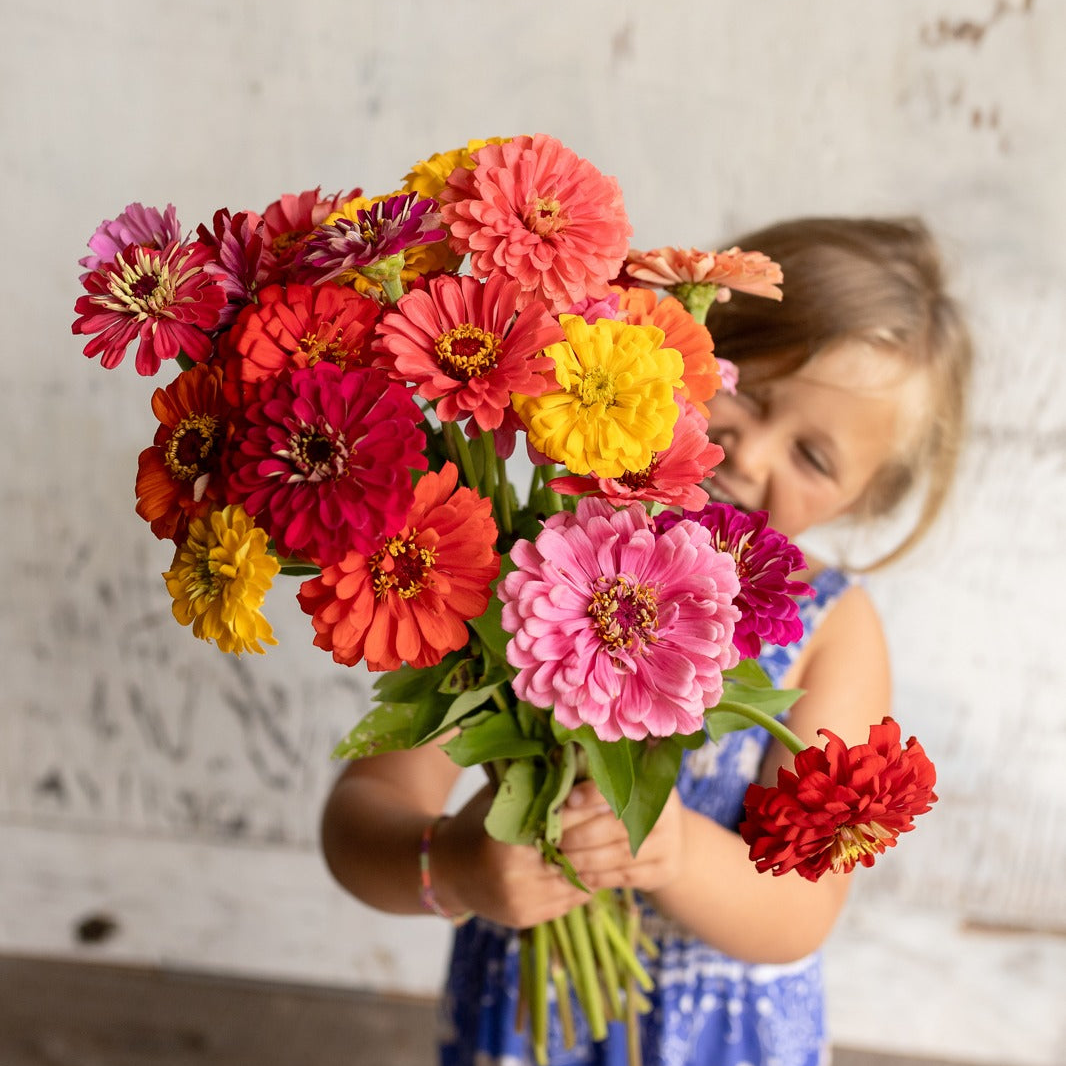 Zinnias — colorful mix
