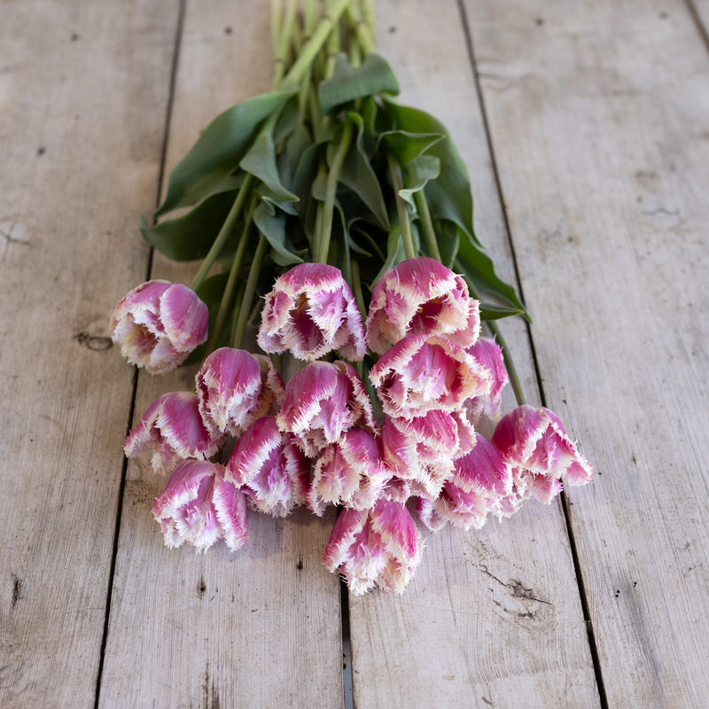 
                  
                    Purple tulips with white fringed edges laid with their long stems on pale wooden boards.
                  
                