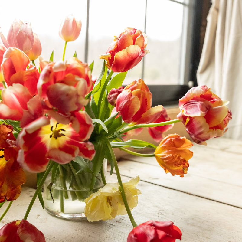 Red, gold and blush specialty tulips arranged in a clear glass vase beside a window.