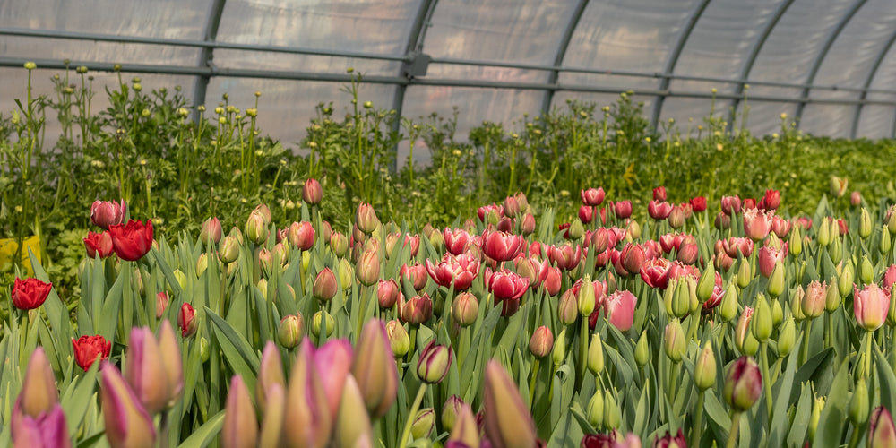 Rooted Flowers Shop